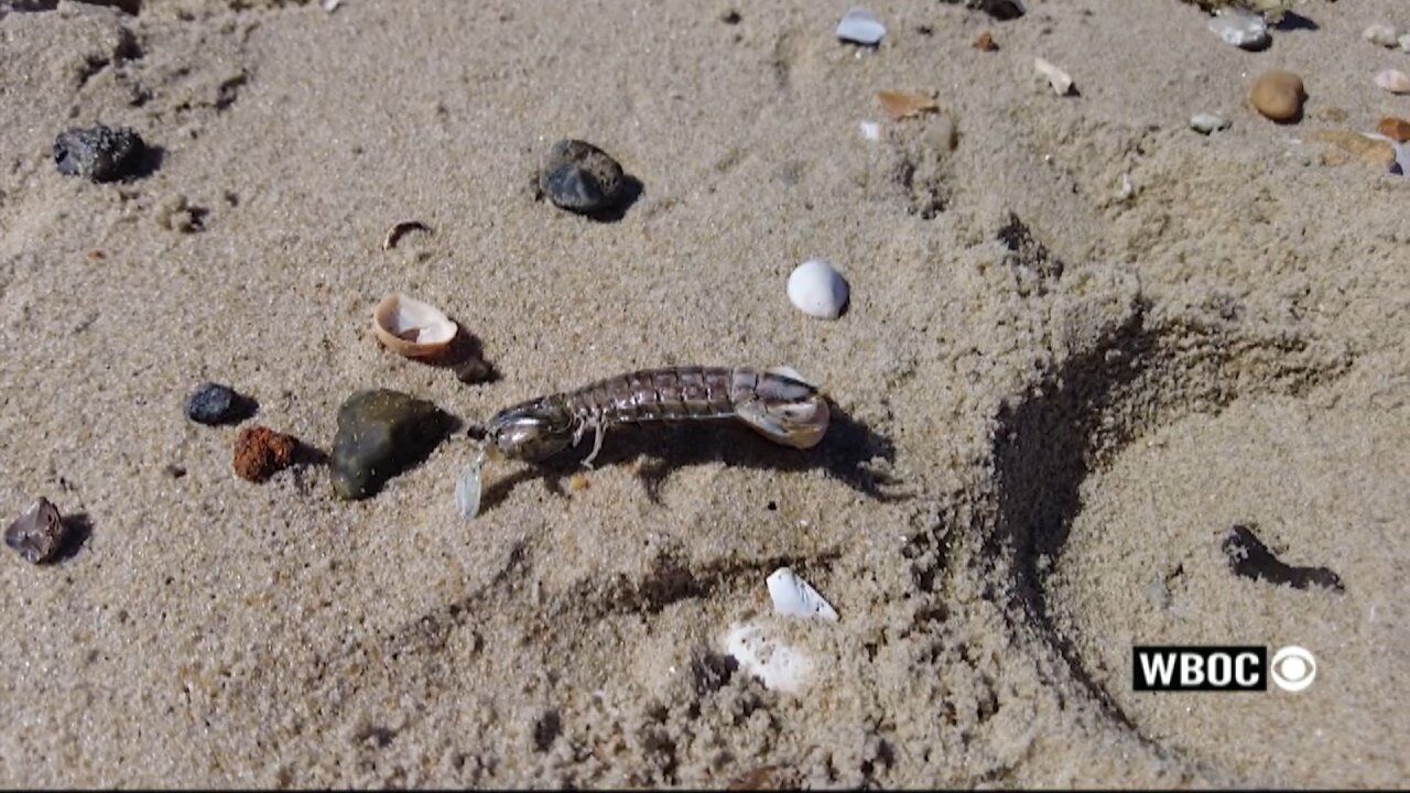 Wave of Mantis Shrimp Wash Ashore in Dewey Beach